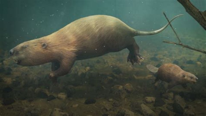 The Giant Beaver That Roamed Prehistoric Earth