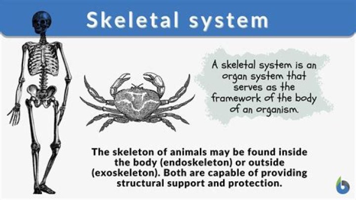 Was does skeletal system mean?