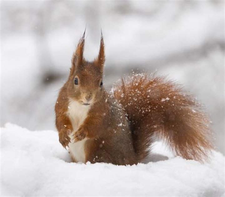 Was fressen drosseln im winter?