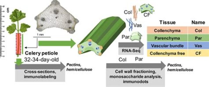 Were does celery come from?