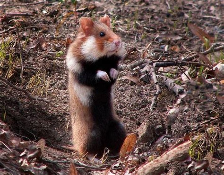 Were to find a hamster?