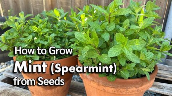 Were to plant mint?