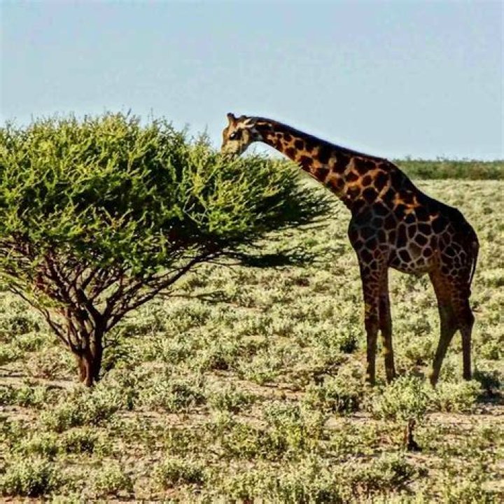 What animal eats wattle?