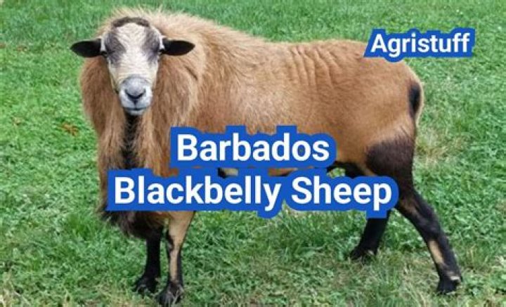 What are barbados blackbelly sheep used for?