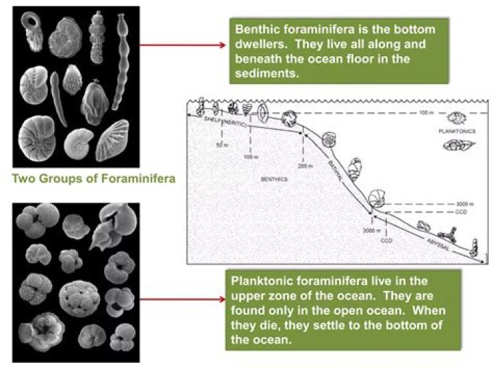 What are foraminifera made of?