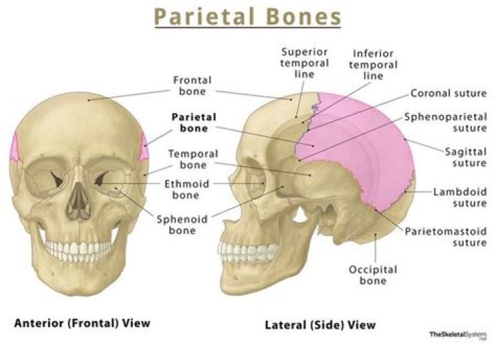 What are interparietal bone?