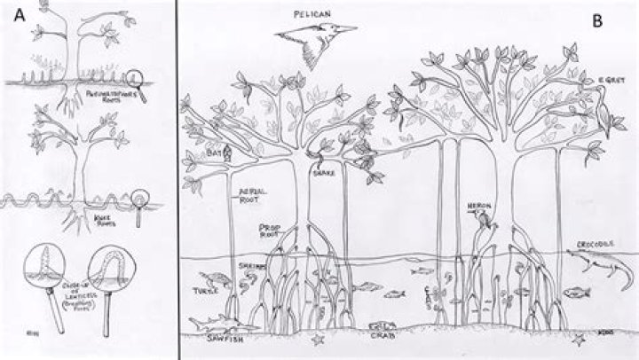 What are lenticels and where are they found in plant body?