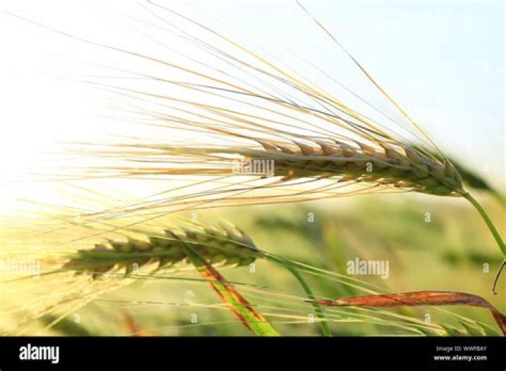 What are rye spikelets?