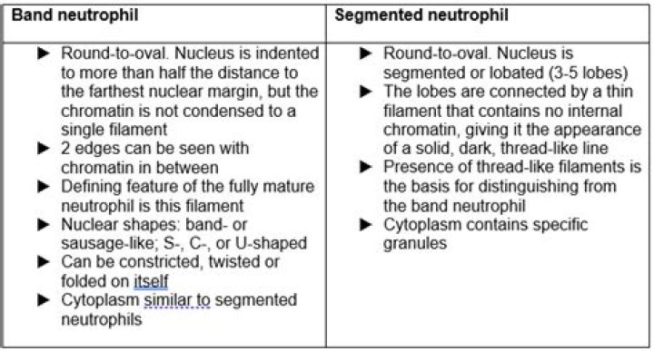 What are segmented neutrophils and bands?
