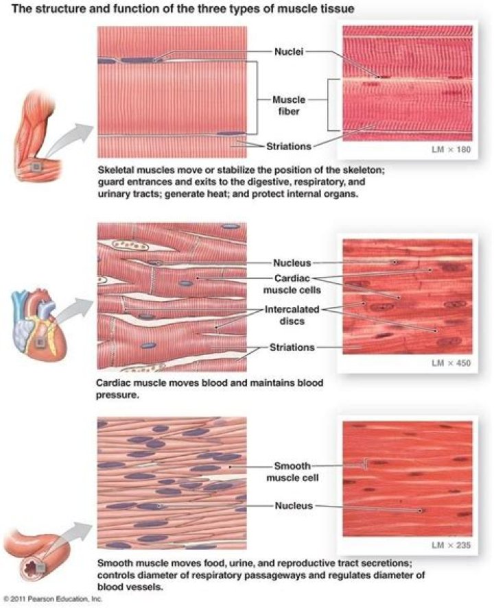 What are the properties of muscle tissue?
