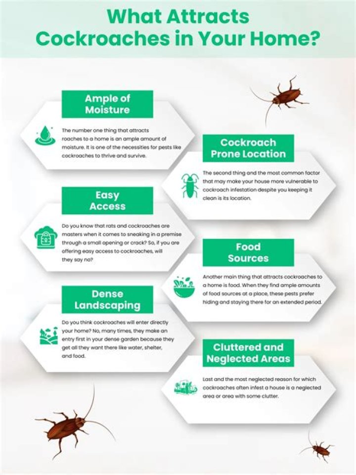 What attracts crickets in your home?