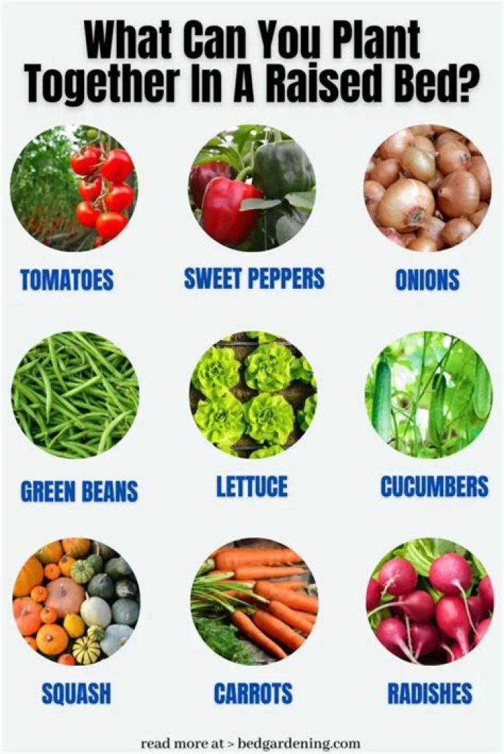What can you plant together in a raised bed?