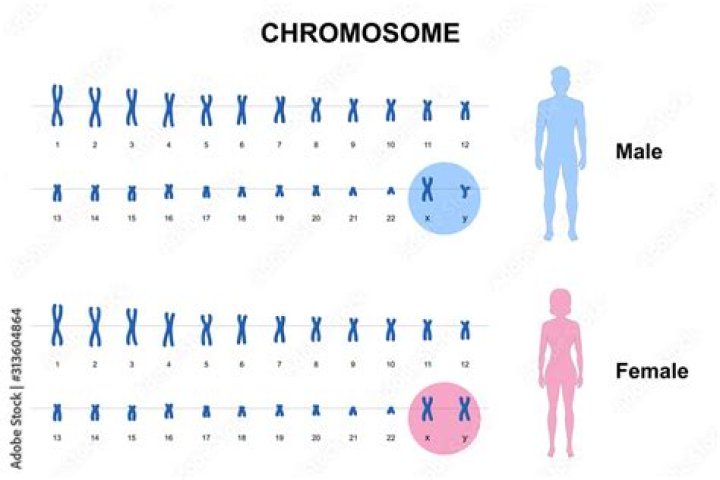 What chromosome determines gender?