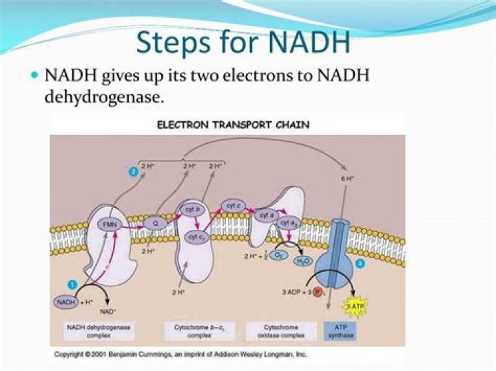 What compound receives electrons from nadh?