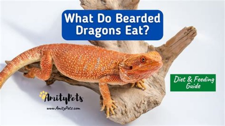What do bearded dragons eat?