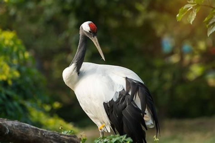 What do crowned cranes eat?