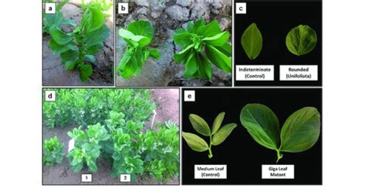 What do unifoliate meaning?
