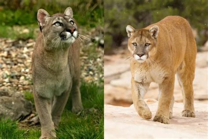 What does a cougar represent?