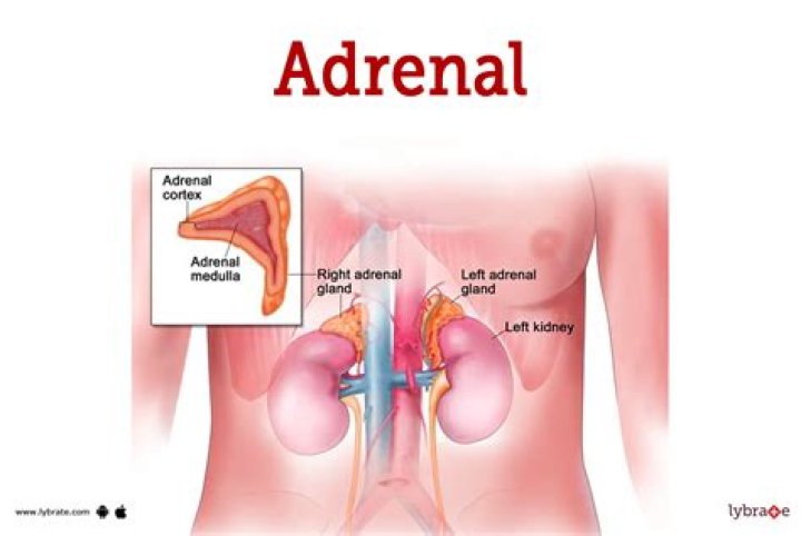 What does adrenal virilism mean?