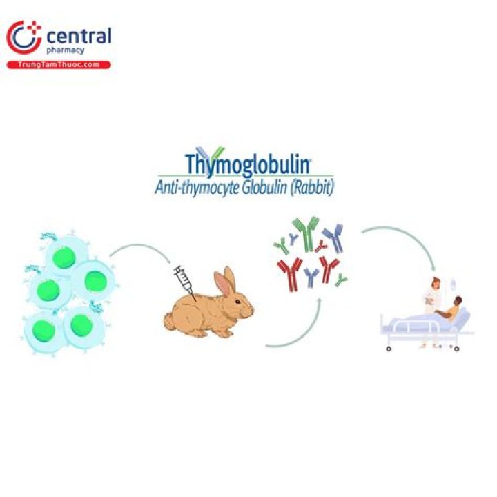 What does anti-thymocyte globulin?