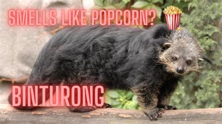 What does binturong smell like?