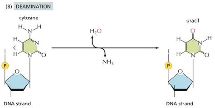 What does cytidine deaminase mean?