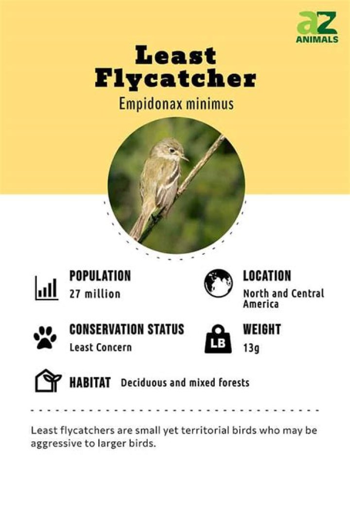 What does flycatcher eat?