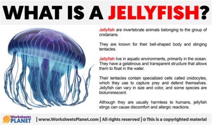 What does jellyfish mean?