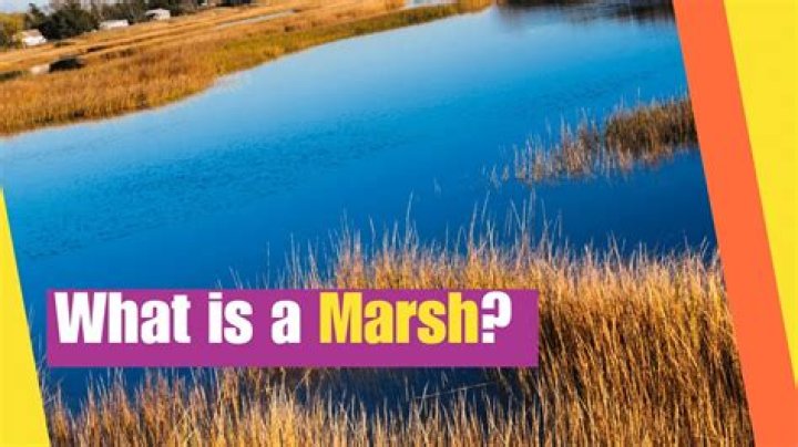 What does marshy area mean?