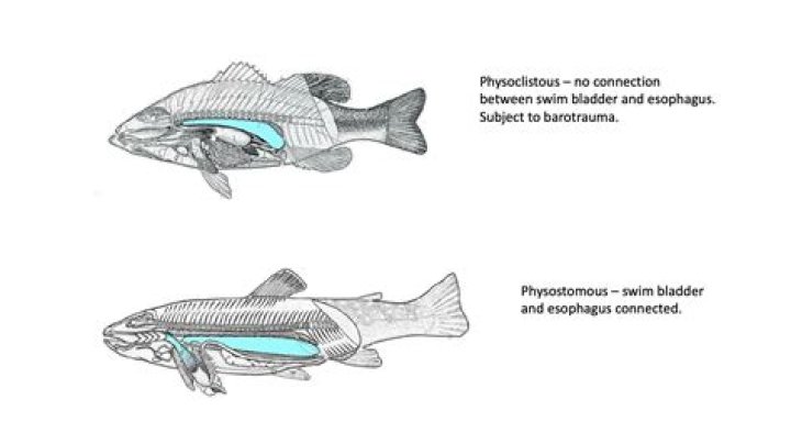 What does physoclistous mean?