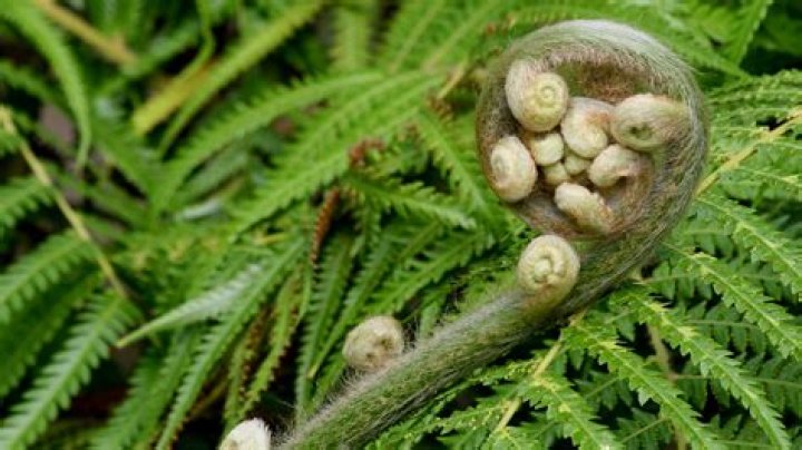 What does pteridophytes mean?