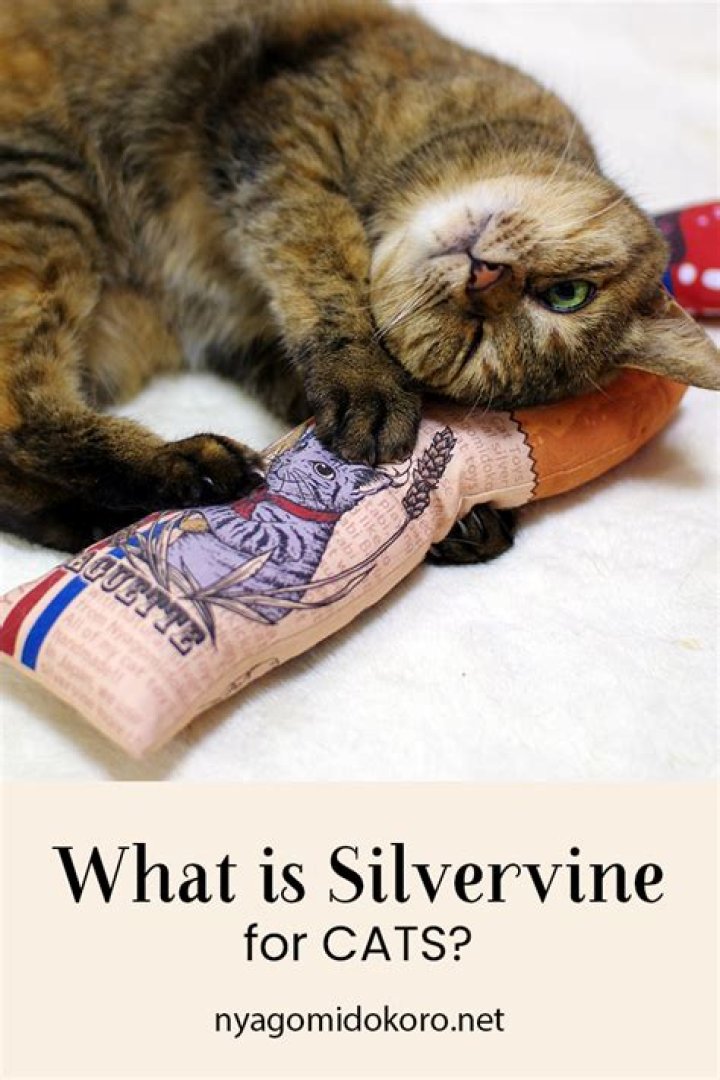 What does silvervine do to cats?