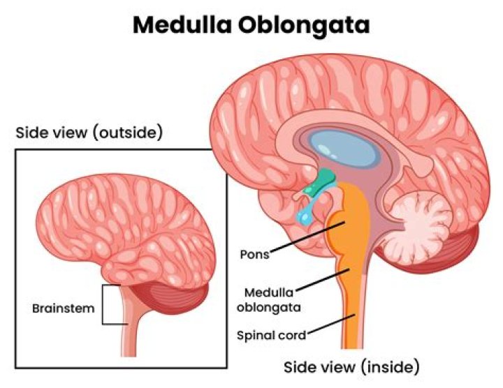 What does the medulla oblongata do?