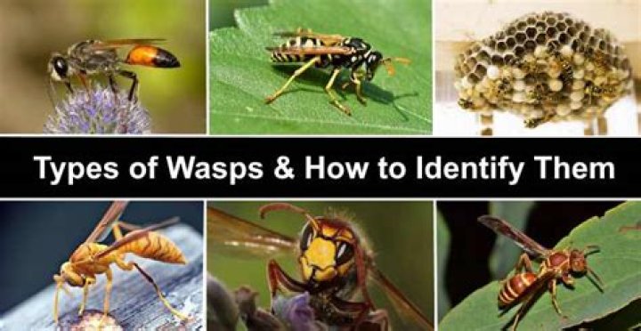 What does wasplike mean?