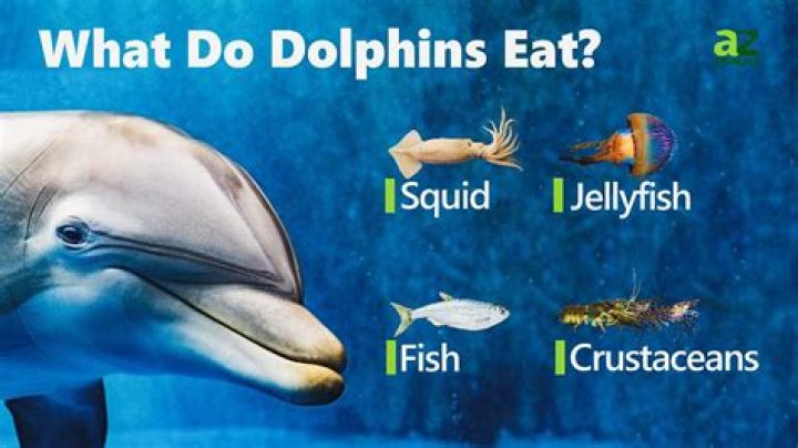 What eats clymene dolphin?