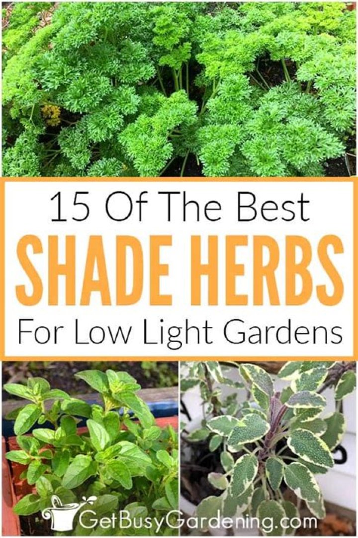 What herbs grow well in the shade?