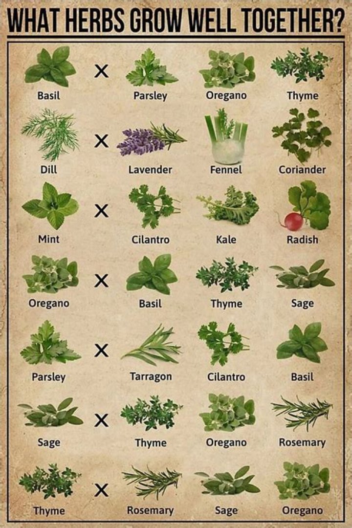 What herbs grow well in water?