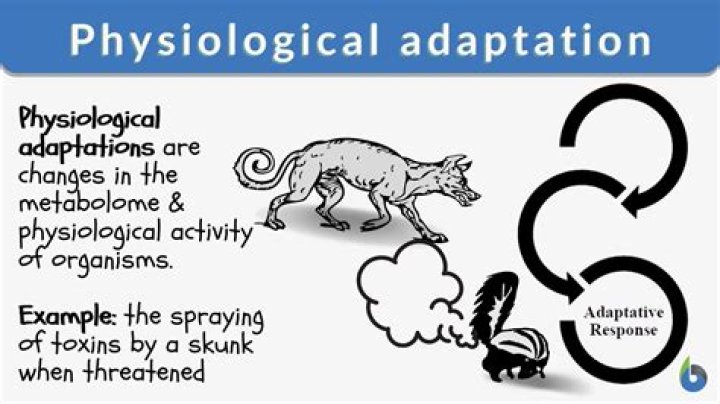 What is a physiological adaptation?
