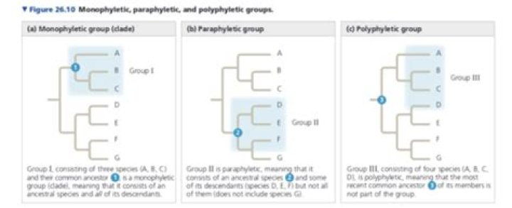 What is a polyphyletic group quizlet?