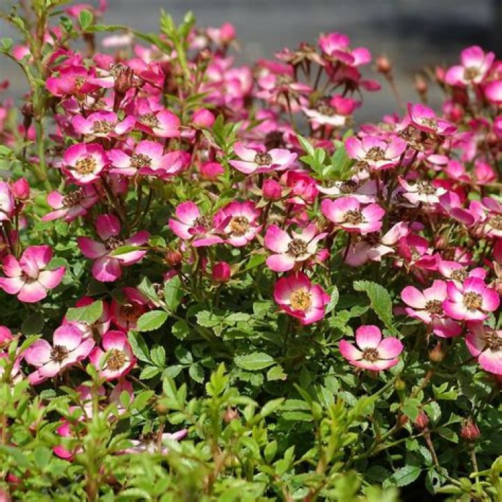 What is a rosier miniature rose?