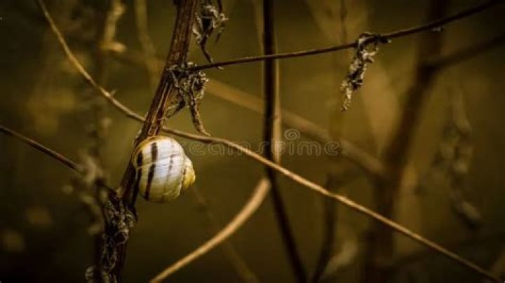 What is a somber tone?