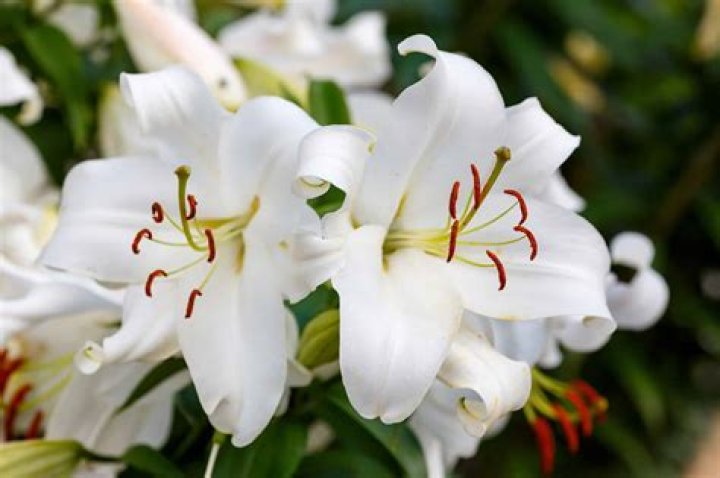 What is a white lily called?
