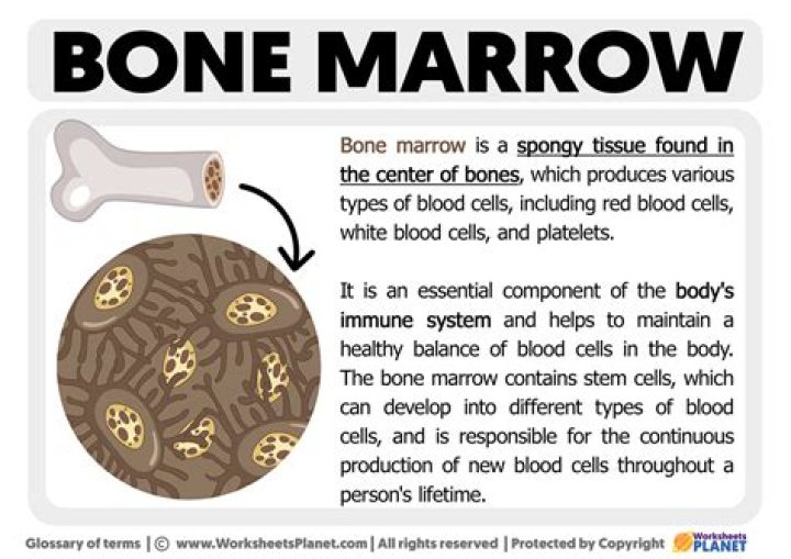 What is bone marrow cellularity?