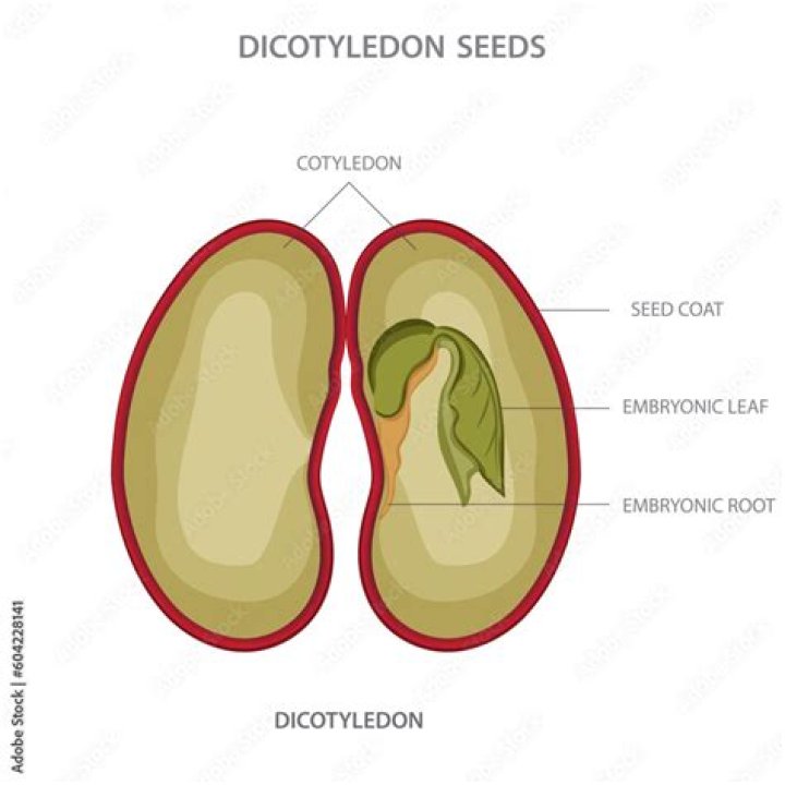 What is dicot seed?