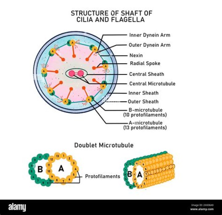 What is found in the axoneme of flagella and cilia?