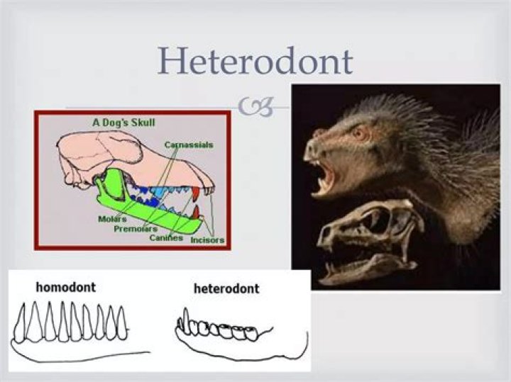 What is heterodont in biology?