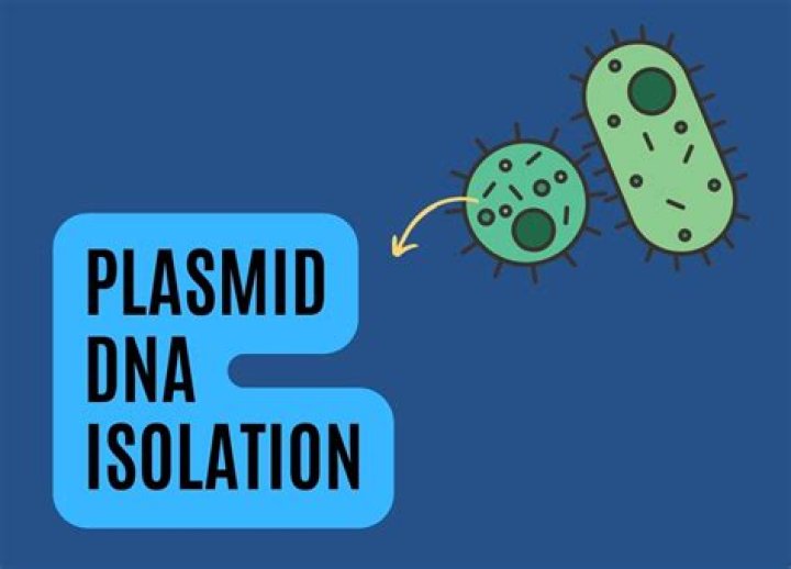 What is isolation of plasmid DNA?