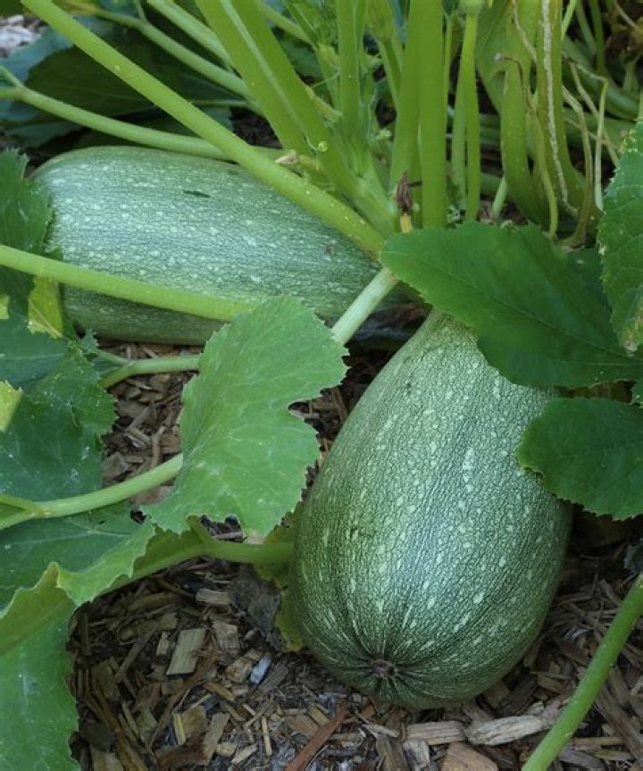 What is magda squash?