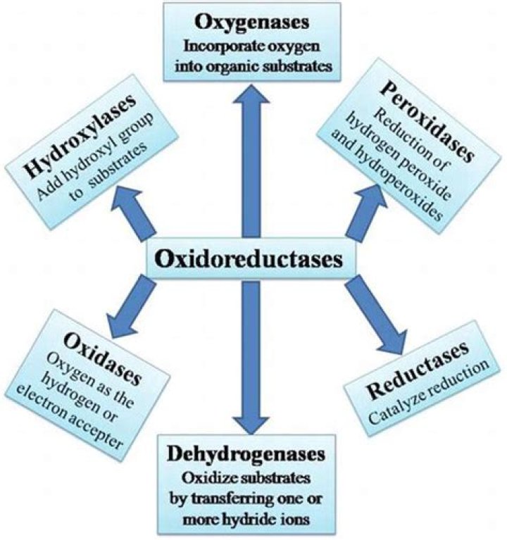 What is oxidoreductase made up of?