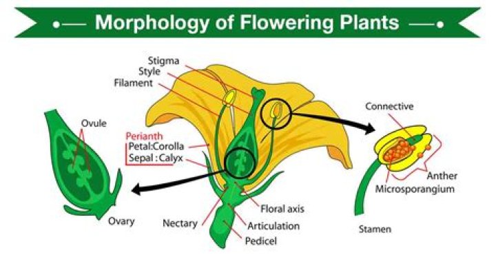 What is plant morphology?